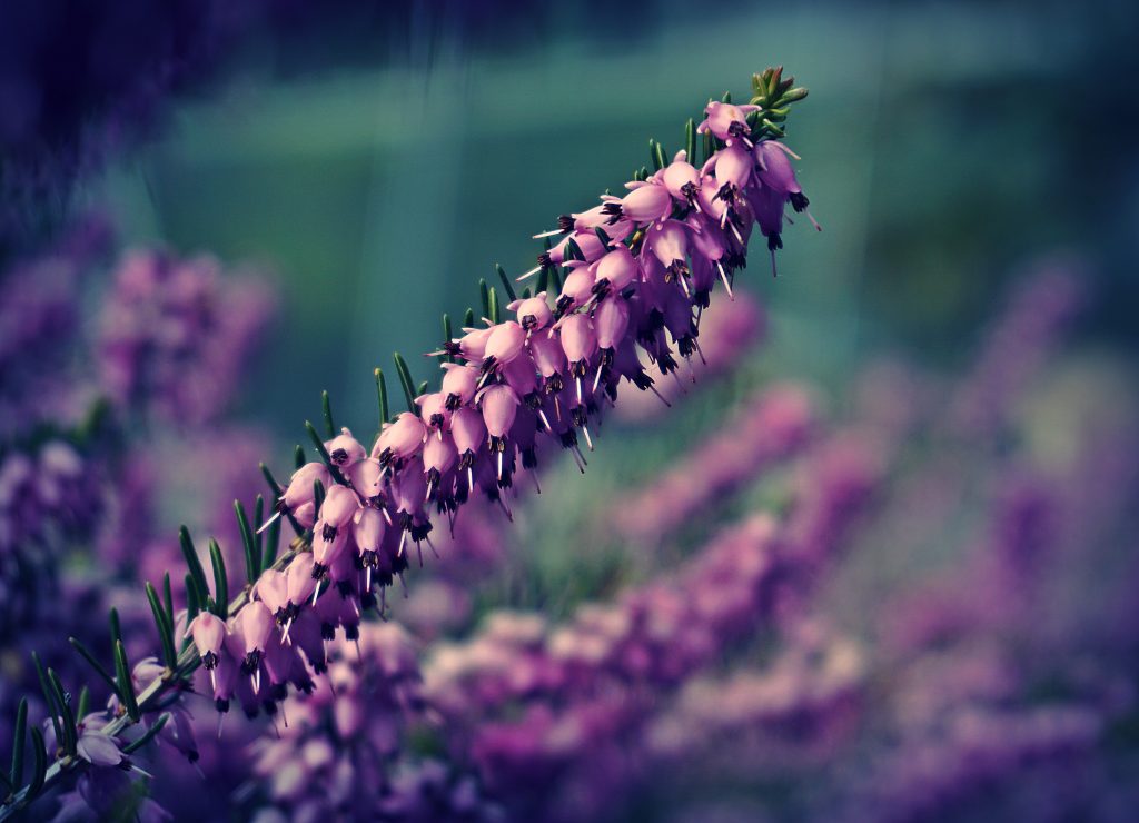 Infusiones relajantes. Lavanda.