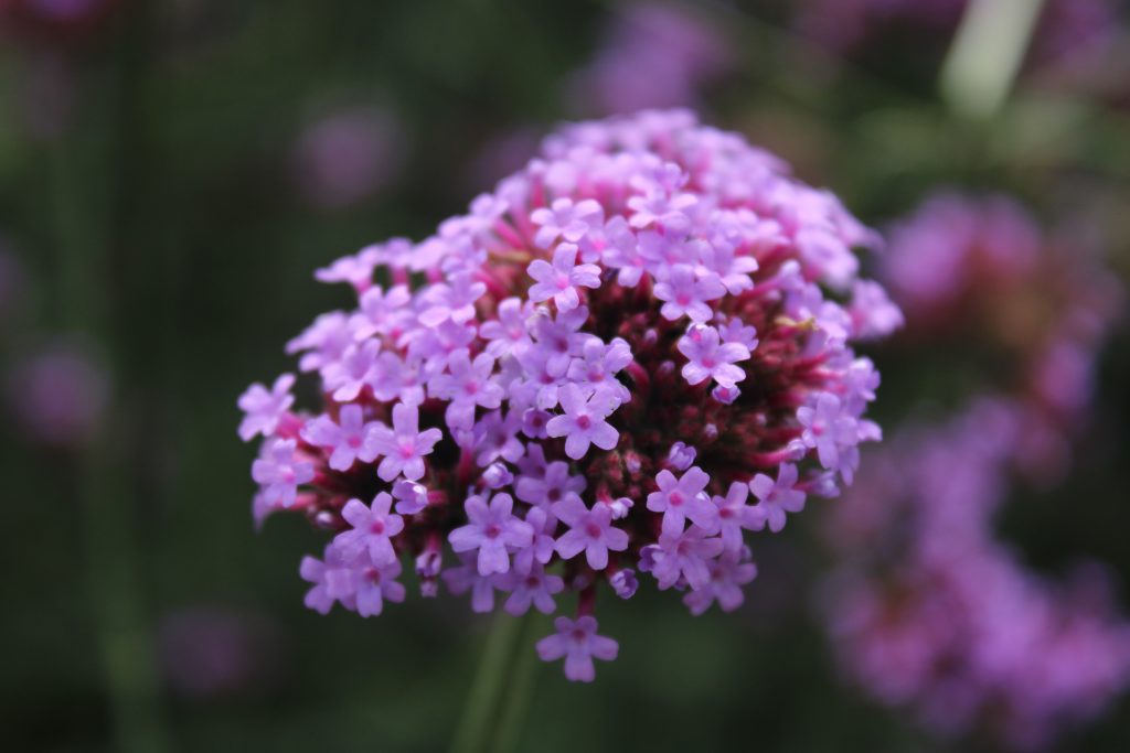 Infusiones relajantes. Valeriana officinalis.